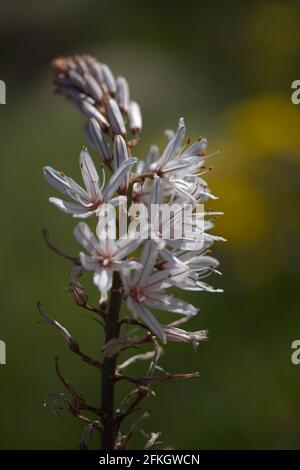 Flora von Gran Canaria - Asphodelus ramosus, auch bekannt als verzweigte asphaltierte Blumenhintergrund Stockfoto