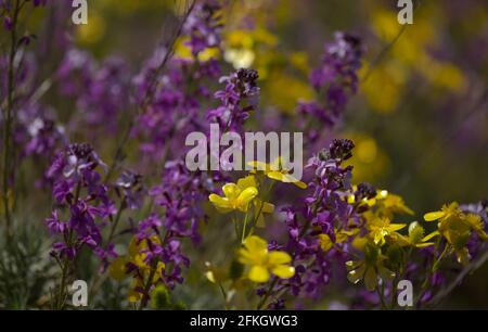 Flora von Gran Canaria - Fliederblüten der Kreuzblütenpflanze Erysimum albescens, endemisch auf der Insel natürlichen Makro-floralen Hintergrund Stockfoto