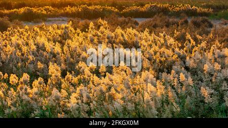 Pampas Gras am Rande der Lagune in Katar.Selektiver Fokus Stockfoto