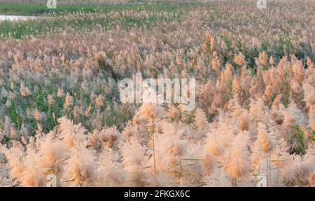 Pampas Gras am Rande der Lagune in Katar.Selektiver Fokus Stockfoto