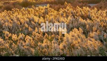 Pampas Gras am Rande der Lagune in Katar.Selektiver Fokus Stockfoto