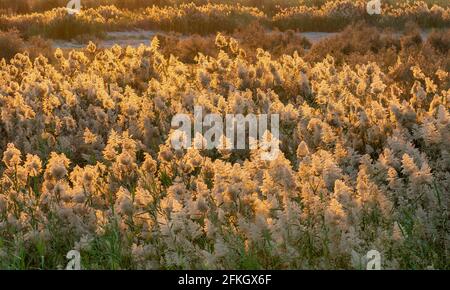 Pampas Gras am Rande der Lagune in Katar.Selektiver Fokus Stockfoto