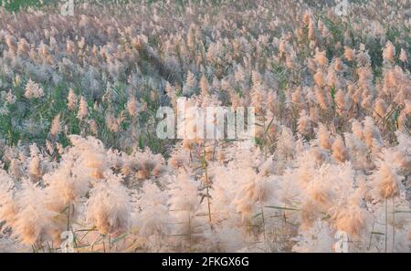 Pampas Gras am Rande der Lagune in Katar.Selektiver Fokus Stockfoto