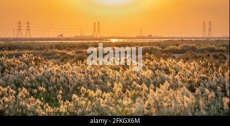 Pampas Gras am Rande der Lagune in Katar.Selektiver Fokus Stockfoto