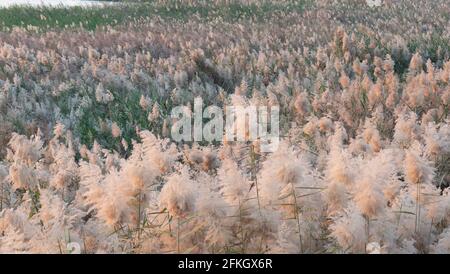 Pampas Gras am Rande der Lagune in Katar.Selektiver Fokus Stockfoto