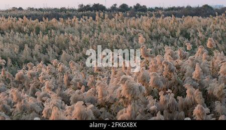 Pampas Gras am Rande der Lagune in Katar.Selektiver Fokus Stockfoto