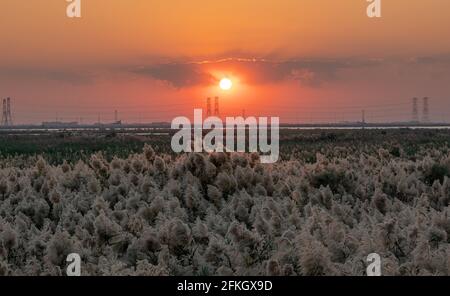 Pampas Gras am Rande der Lagune in Katar.Selektiver Fokus Stockfoto