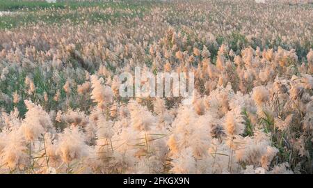 Pampas Gras am Rande der Lagune in Katar.Selektiver Fokus Stockfoto