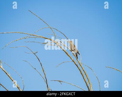 Nahaufnahme des niedlichen Northern Flicker auf einem Baum in Las Vegas, Nevada Stockfoto