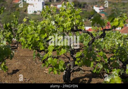 Weinberge rund um San Mateo auf Gran Canaria, neue Blätter an alten Reben im Frühjahr Stockfoto