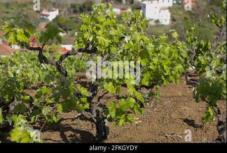 Weinberge rund um San Mateo auf Gran Canaria, neue Blätter an alten Reben im Frühjahr Stockfoto