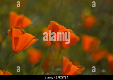 Flora von Gran Canaria - Eschschscholzia californica, der kalifornische Mohn, eingeführt und invasive Arten natürlichen Makro floralen Hintergrund Stockfoto