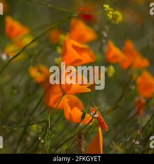 Flora von Gran Canaria - Eschschscholzia californica, der kalifornische Mohn, eingeführt und invasive Arten natürlichen Makro floralen Hintergrund Stockfoto