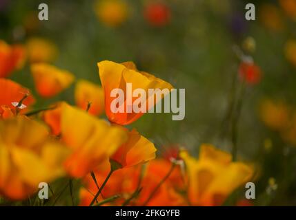 Flora von Gran Canaria - Eschschscholzia californica, der kalifornische Mohn, eingeführt und invasive Arten natürlichen Makro floralen Hintergrund Stockfoto