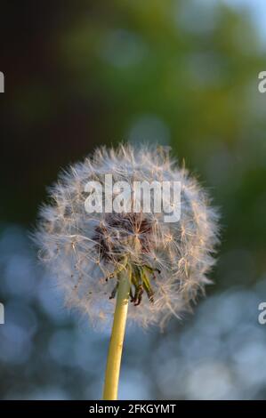 Nahaufnahme von Löwenzahn Blume Stockfoto