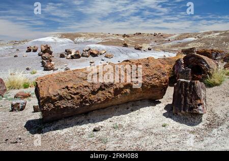 Petrified Forest National Monument Stockfoto