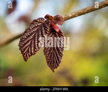 Eine Nahaufnahme von lila Haselnussblättern im Garten Stockfoto