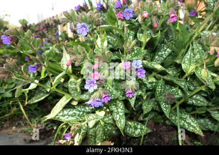 Geflecktes Lungenkraut (Pulmonaria officinalis), auch als echtes Lungenkraut, blühende Pflanze im Blumenbeet Stockfoto