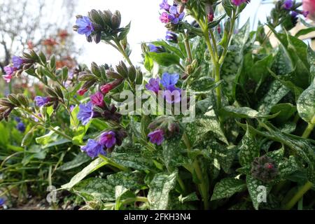 Geflecktes Lungenkraut (Pulmonaria officinalis), auch als echtes Lungenkraut, blühende Pflanze im Blumenbeet Stockfoto