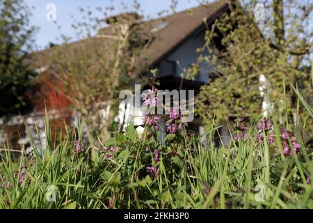 Gefleckte Taubnessel (Lamium maculatum), blühende Pflanzentopftete Totennessel, gefleckte Hühnerbits[ oder purpurner Drache, blühende Pflanze Stockfoto