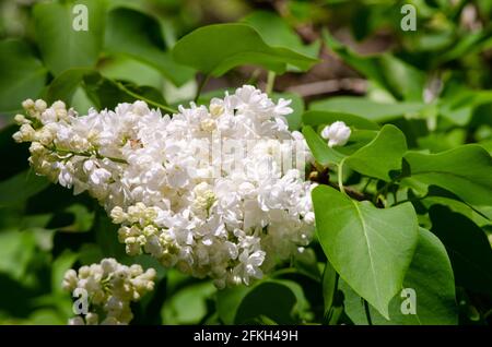 Blühende Blumen auf einem fliedernden Busch Stockfoto