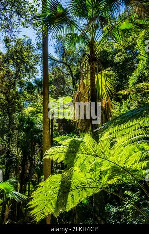 Carnarvon Fan Palm und Farnbäume in den subtropischen Wäldern von Carnarvon Gorge, Carnarvon National Park, Maranoa Region, Central Queensland, Australi Stockfoto