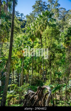 Gemischter Eukalyptuswald und die berühmte Carnarvon Fan Palm im Carnarvon National Park im Central Queensland Sandstone Belt, Maranoa Region, Queens Stockfoto