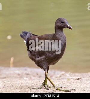 Juvenile Dusky Moorhen, Gallinula tenebrosa, Spaziergang am Wasser des Sees im Stadtpark in Australien Stockfoto