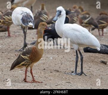 Wunderschöne Plumed Whistling Duck, Dendrocygna eytoni, neben dem flauschigen weißen Royal Spoonbill Jungling, Platalea regia, in den städtischen Feuchtgebieten Australiens Stockfoto