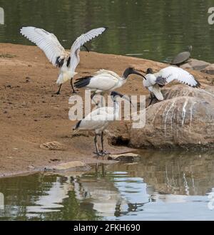 Gruppe von White / Sacred Ibis, Threskiornis molucca, auf mit ausgestreckten Flügeln, neben und reflektiert im Wasser des Sees in Australien Stockfoto