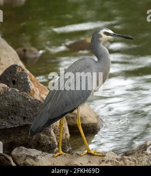 Eleganter Watvögel, weißer Graureiher, Egretta novaehollandiae, der auf Felsen am Wasser in den Stadtparks Australiens steht Stockfoto