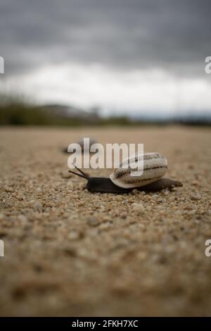 Ein Paar hellbraune, gestreifte Schnecken, die über einen leichten Kiesweg führen Stockfoto