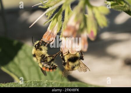 Bienen auf Comfrey Stockfoto