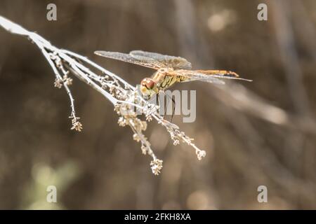 Meadowhawk mit weißer Wicht Stockfoto