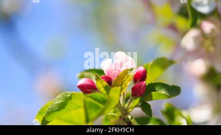Apfelblüten über verschwommenem Naturhintergrund. Frühlingsblumen. Federhintergrund Stockfoto