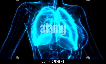 cg Medicine 3d-Illustration, menschliche Lunge auf dem Röntgenscan Stockfoto