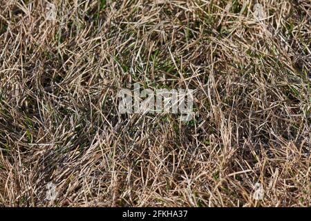 Trockene Nadeln und Gras im Frühlingswald Stockfoto