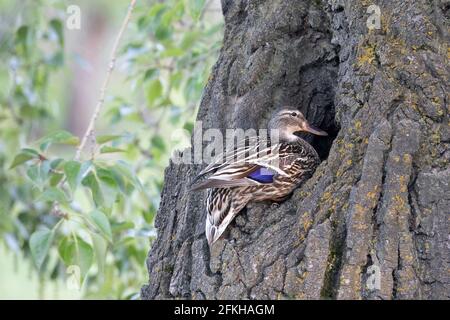 Weibliche Stockente, die am Rand eines Lochs steht In einem Balsam-Pappelbaum-Stamm Stockfoto