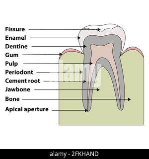 Zahnstruktur Stock Vektor