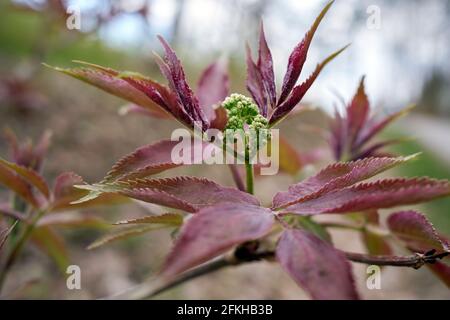 Sambucus racemosa, gebräuchliche Namen rote Holunderbeere und rotberried Holunderblühende Pflanze Stockfoto