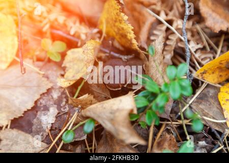 Nahaufnahme eines kleinen braunen Pilzes, versteckt zwischen gelben Herbstblättern auf dem Boden im Wald. Hobbies beim Essen und Pilzen. Stockfoto