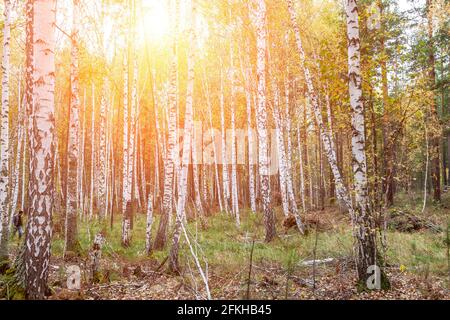 Birkenwald mit weißen Stämmen und gelben Blättern vor fallenden Blättern im Herbst. Landschaftlich reizvolle Landschaft für Tapete oder Hintergrund Stockfoto