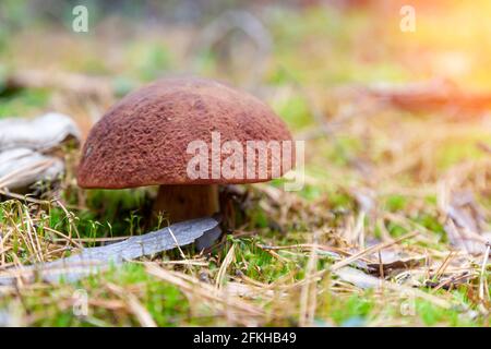Eine Nahaufnahme eines großen Pilzes mit einer braunen Kappe, versteckt zwischen den Herbstblättern und Fichtennadeln, die von den Bäumen gefallen sind. Essen und Pilze sammeln. Stockfoto