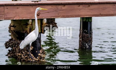 Great Egret Angeln vom Dock und schlucken Fisch Stockfoto