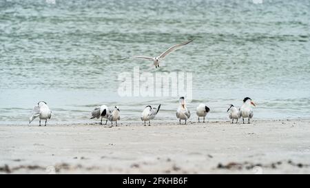 Schar von Königlichen Terns, die im Flug an der Küste stehen Stockfoto