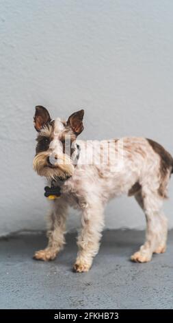 Miniatur Schnauzer beim Blick auf die Kamera Stockfoto