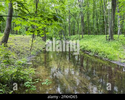 Kleiner Fluss in einem grünen Laubwald. Buchenwald im Frühsommer Stockfoto