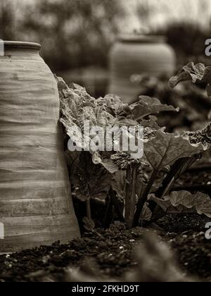 Schwarz-weiße Sepia getönte retro-Bild von Terrakotta-Rhabarber zwingen Töpfe auf einem Gemüsegarten mit Rhabarber Pflanzen erinnern an eine viktorianische, Edwardian oder 1 Stockfoto