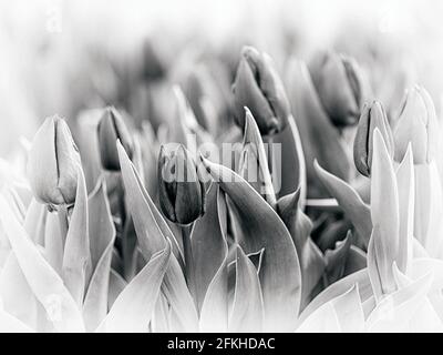 Schwarz-weiß Retro-Bild von Tulpen erinnert an einen viktorianischen Oder edwardianischen Stil der Fotografie Stockfoto