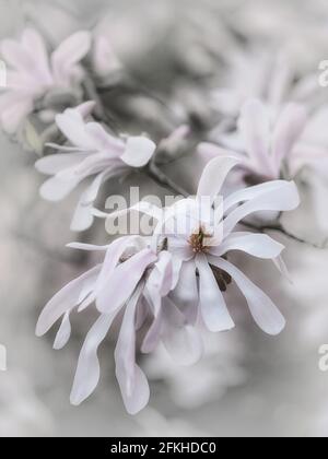 Retro-Bild von Magnolienblumen, die an ein viktorianisches oder edwardianisches erinnern Stil eines handgetönten Schwarz-Weiß-Fotos Stockfoto